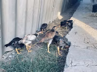 Chickens — photo 1