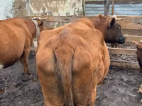 Vaca, Latvian Blue cattle — foto 4