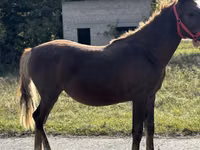 Yegua, Caballos — foto 4