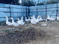 Geese — الصورة 2
