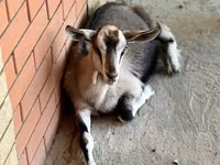 Cabra, Saanen goat — foto 6
