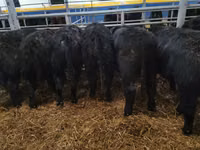 Bulle, Aberdeen-Angus — Foto 6