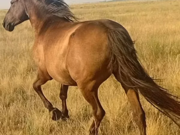 Toychoq, Otlar — Qozogʻiston