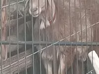 Кочкор, Арашан — сүрөт 4