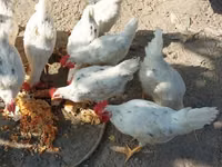 Chickens — Foto 1