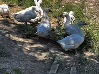 Geese — Foto 2