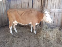 母牛, Simmental cattle — 照片 3