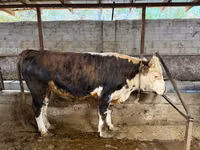 公牛, Cattle — 照片 1