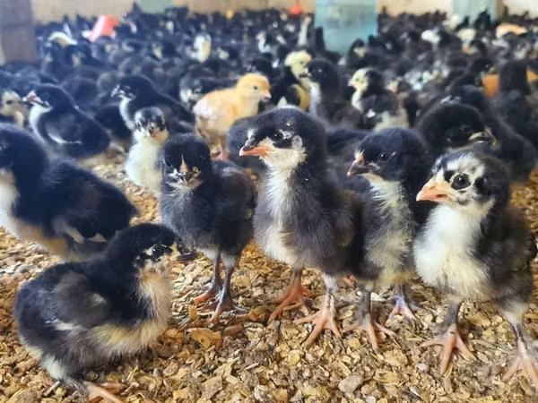 Chickens — Usbekistan