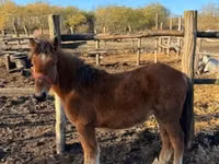 Mare, Horses — photo 1