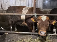 Bulle, Simmental cattle — Foto 3