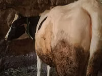 母牛, Holstein breed — 照片 3