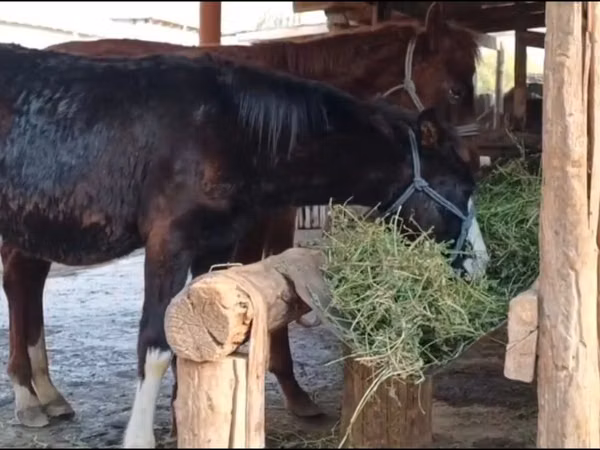 Aygʻir, Kazakh horse