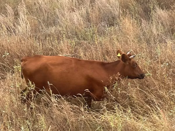 गाय, Latvian Blue cattle — कज़ाखस्तान