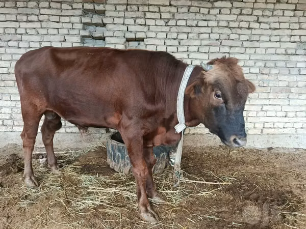 公牛, Cattle — 乌兹别克斯坦