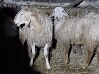 Carnero, Arashan sheep — foto 5