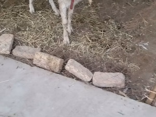 Ziegen (Partie, Geschlecht nicht angegeben), Saanen goat