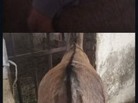 Hengst, Pferde — Foto 1