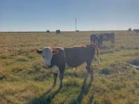 公牛, Simmental cattle — 照片 3
