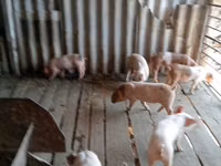 Eber, Schweine — Foto 3