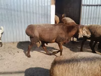 Cabro, Beetal goats — foto 2