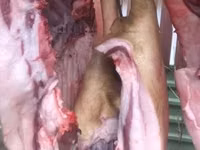 Schweine (Partie, Geschlecht nicht angegeben) — Foto 3