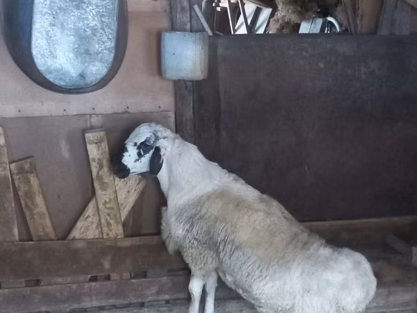 Widder, Schafe