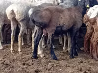 Widder, Kazakh fat-tailed coarsewool sheep — Foto 2