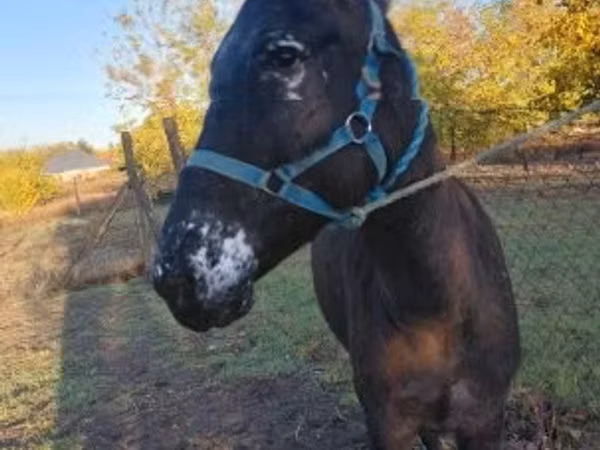 Mare, Mule