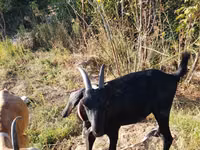 Echki, Nubian Goat — 1-rasm