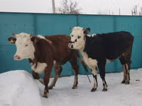 母牛, Simmental cattle — 照片 1
