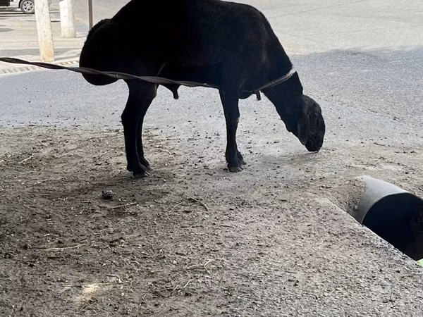 كبش, الأغنام — أوزبكستان