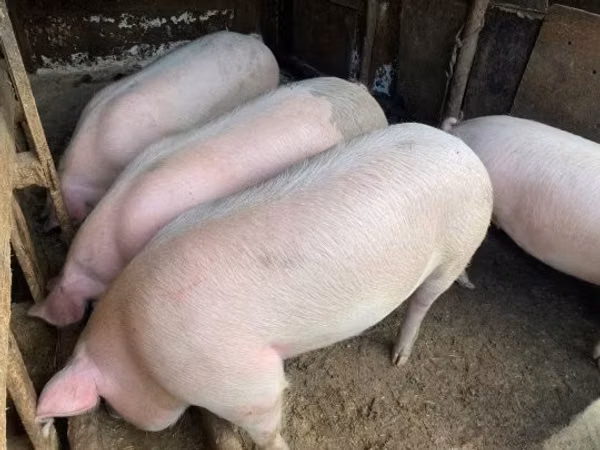 Schweine (Partie, Geschlecht nicht angegeben), Schweine