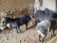 Carnero, Ovejas — foto 1