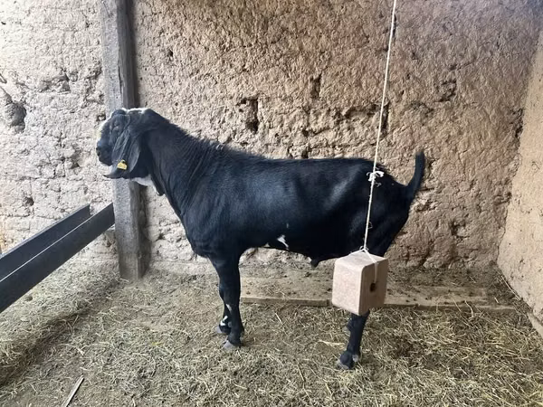 Cabro, Nubian Goat — Kazajistán