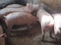 मादा सूअर, सूअर — फ़ोटो 8