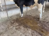 Bulle, Simmental cattle — Foto 1