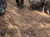 Sheep, Sheep — photo 4