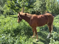 Aygʻir, Otlar — 3-rasm