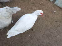 Ducks — 照片 3