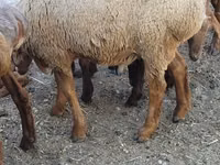 Widder, Rhon sheep — Foto 1