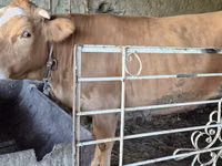 Kuh, Simmental cattle — Foto 1