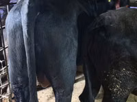 公牛, Aberdeen-Angus — 照片 3