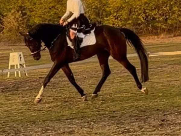 Caballo, Hanoverian