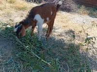 Billy Goat, Beetal goats — photo 3