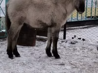 Айғыр, Жылқылар — 6-сурет