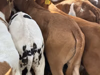 ІҚМ (топ, жынысы көрсетілмеген), Simmental cattle — 6-сурет
