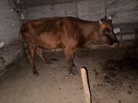 Корова, Синяя корова — фото 1