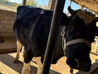 Kuh, Russian Black pied cattle — Foto 4