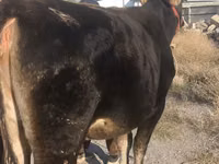 母牛, Swiss cattle — 照片 1